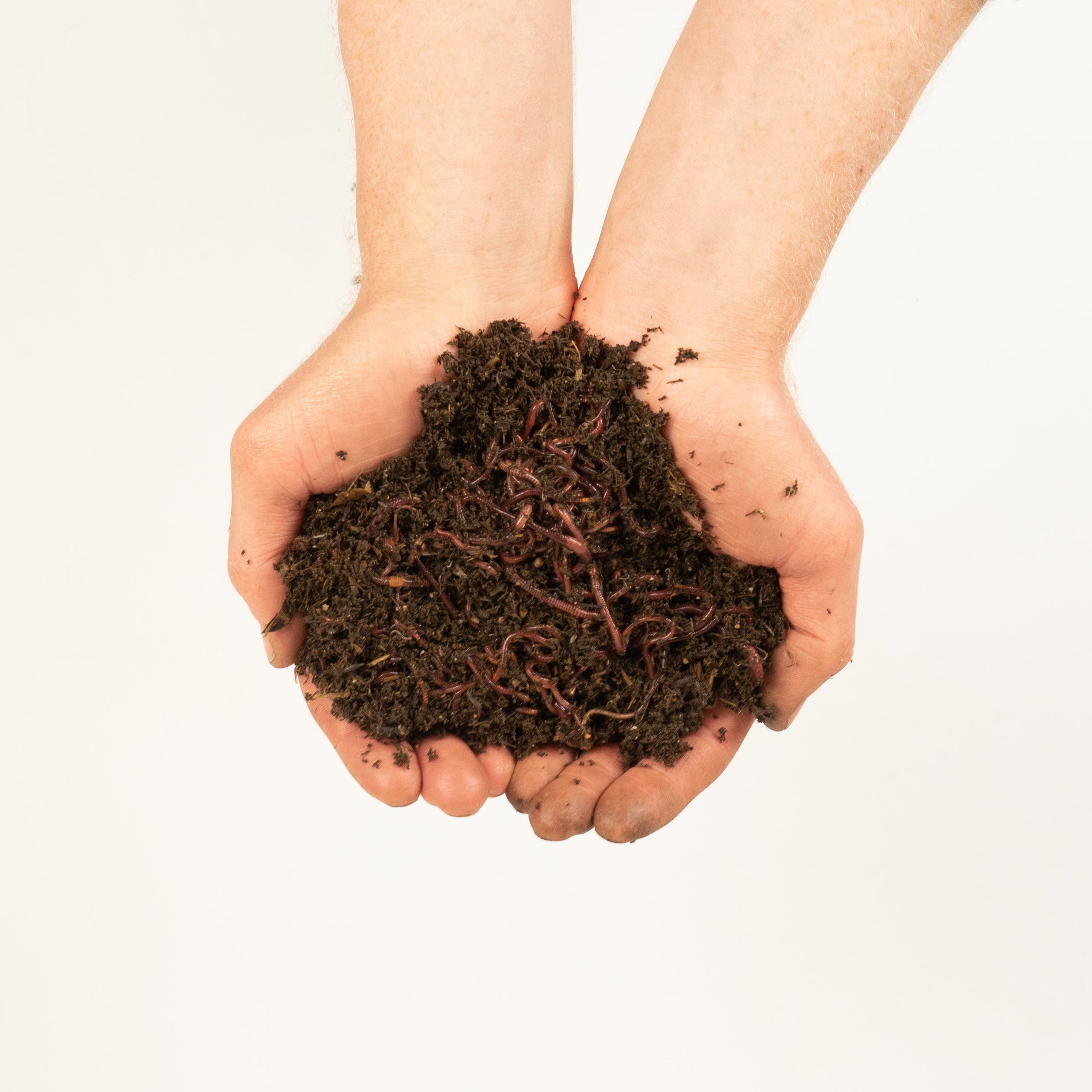 Approximately 500 live red wiggler compost worms The Australian Worm Firm